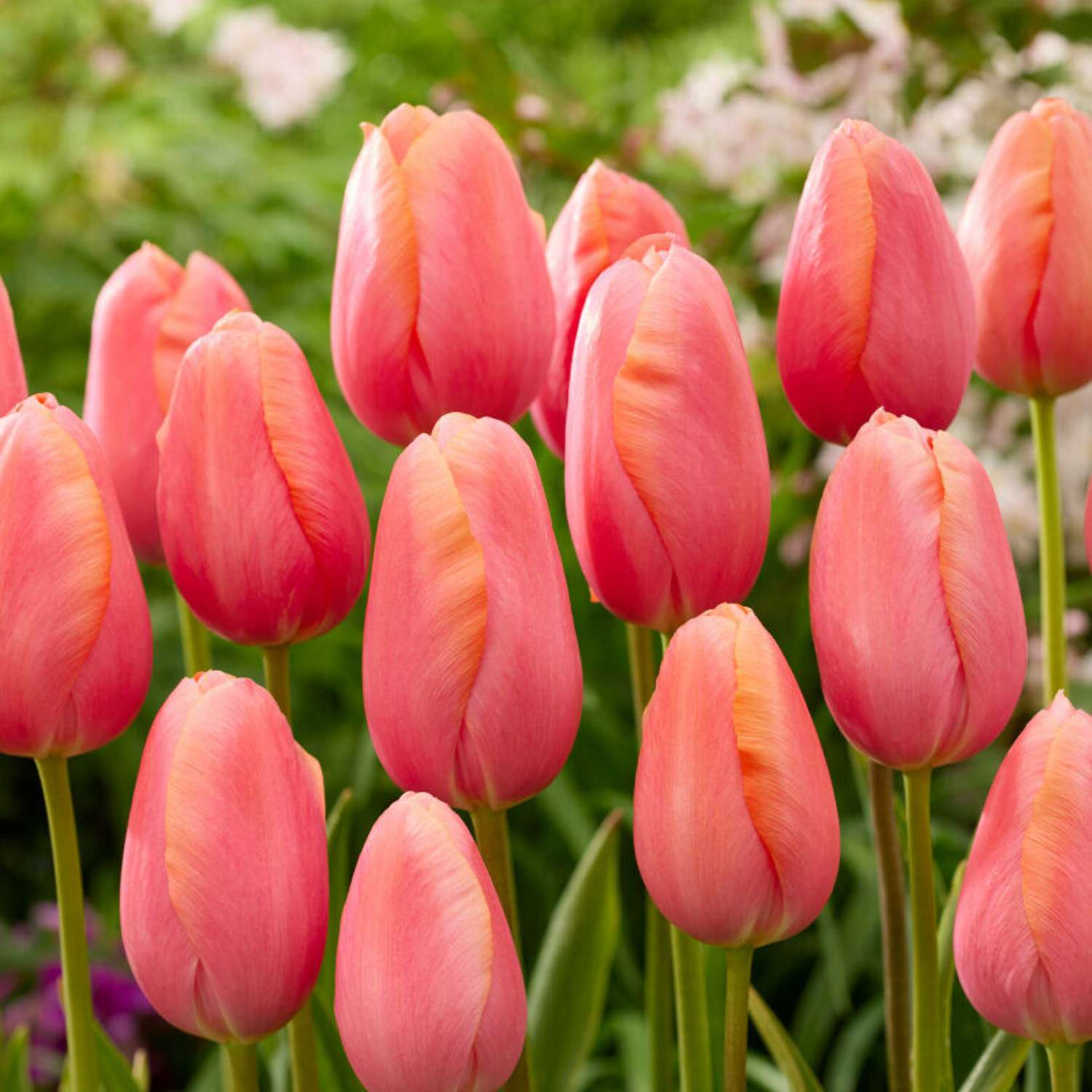 Tulppaani 'Menton'
